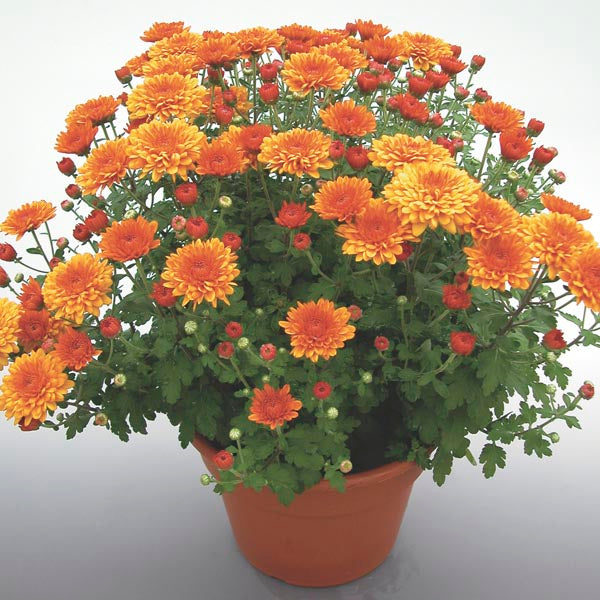 Chrysanthemum Garden Mum mix