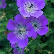 Geranium Rozannne