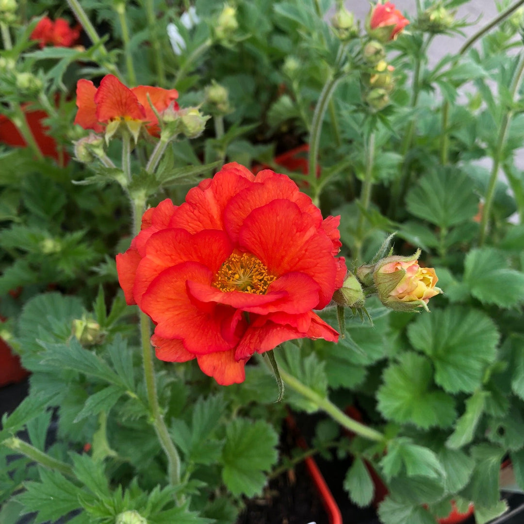 Geum Fiery Tempest