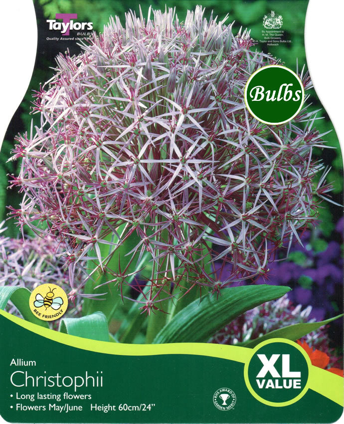 ALLIUM CHRISTOPHII x 15