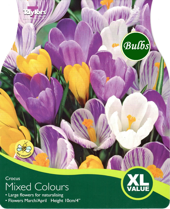 CROCUS LARGE FLOWERING MIXED