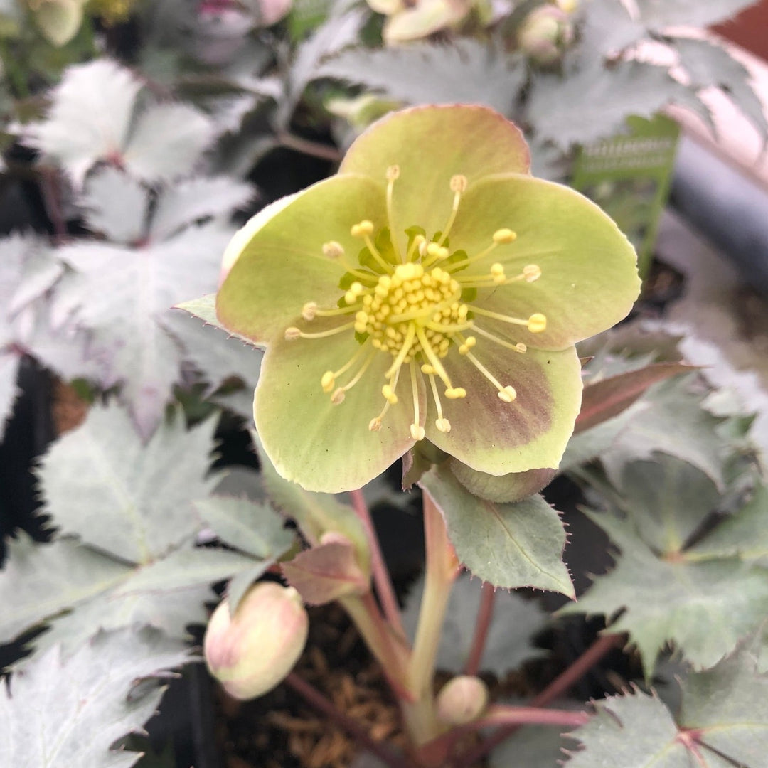 Helleborus sternii Silver Dollar  P9