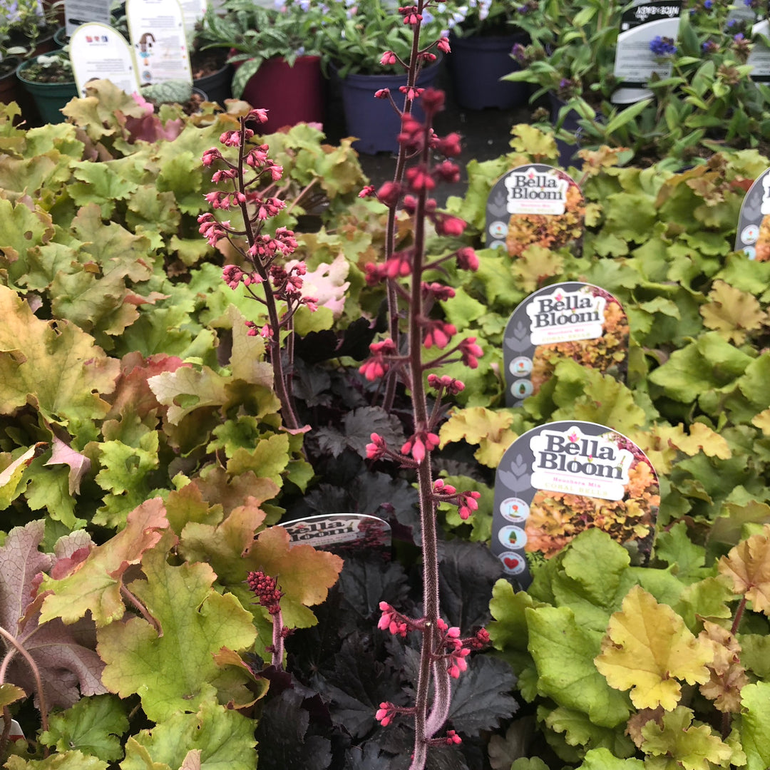 HEUCHERA Timeless Night