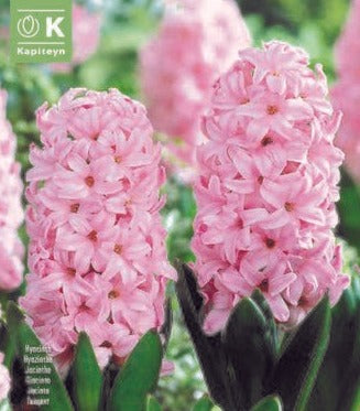 HYACINTHUS FONDANT X 4