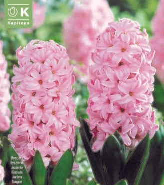 PATIO CONTAINER HYACINTHUS FONDANT X 8