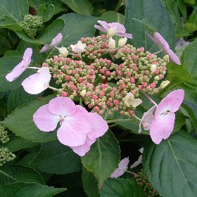 Hydrangea teller Pink