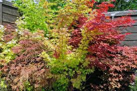 Acer palmatum Sangokaku  80-100 CM C7