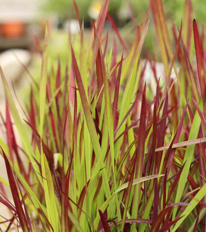 Japanese Blood Grass (Imperata cylindrica Red Baron)