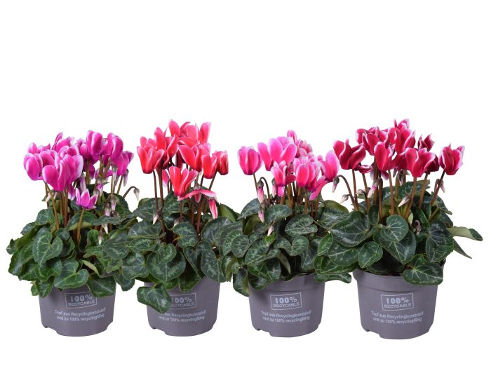 Cyclamen F1 mix