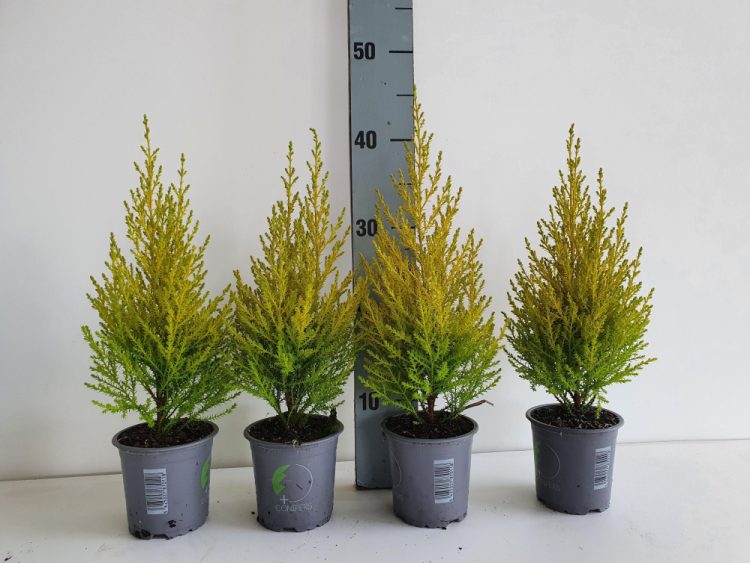 Cupressus-m.-(Goldcrest)-Wilma-Potted-3