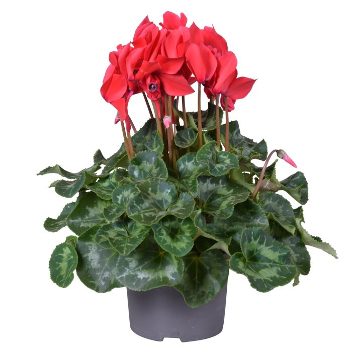 Cyclamen (F1) red  P13