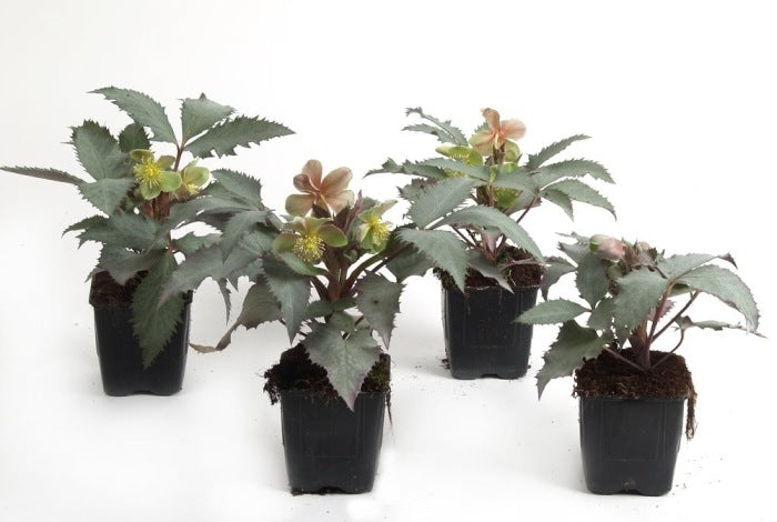 Helleborus sternii Silver Dollar  P9