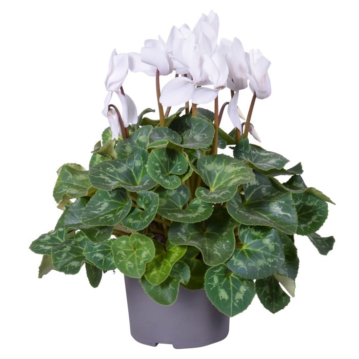 Cyclamen (F1) red  P13