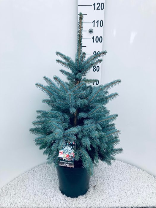 Picea pungens Super Blue  80-90 CM C10