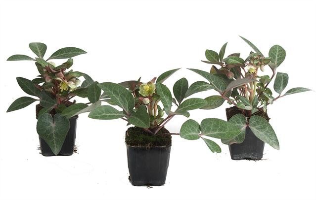 Helleborus liv. Pink Marble  P9