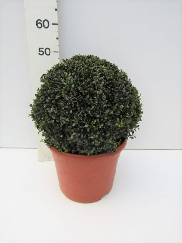 Ilex crenata Stokes  40 CM BALL C12