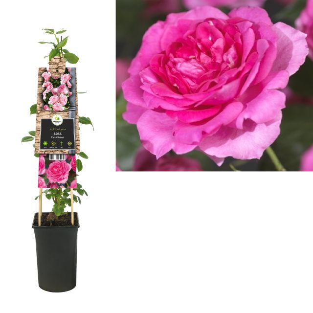 Rosa (K) Chaplins Pink Climber