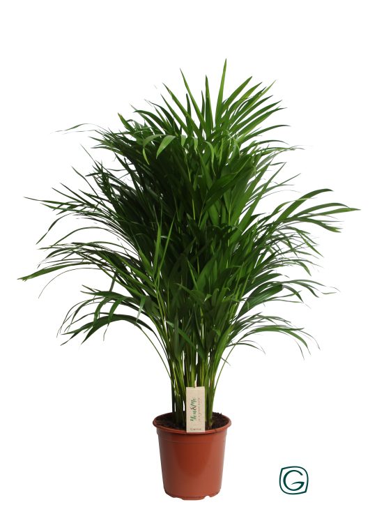 Dypsis lutescens (Areca)  P21