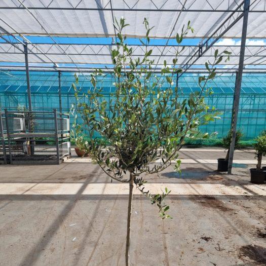 Olive Tree Olea europaea  P27 - STEM