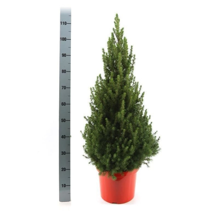 Picea glauca December  C3, red pot