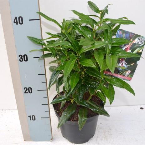 Sarcococca hook. Winter Gem  2 Ltr pot