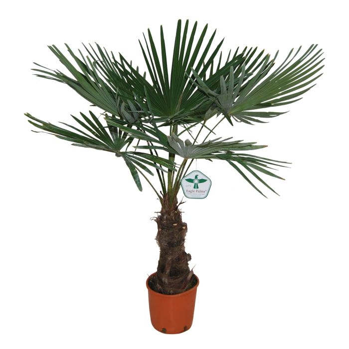 Trachycarpus fortunei  P27