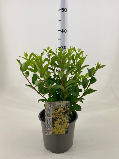 Forsythia int. Spectabilis  3 Ltr pot