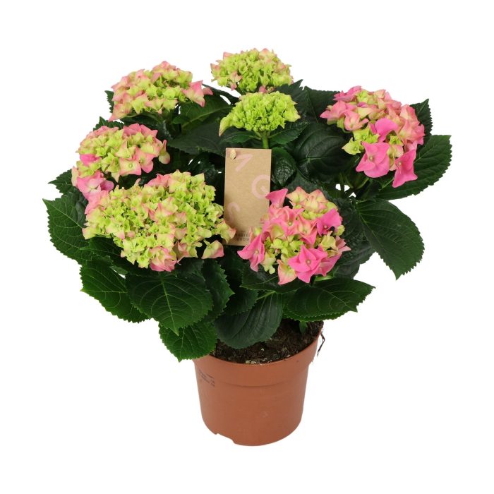 Hydrangea pink(indoor)