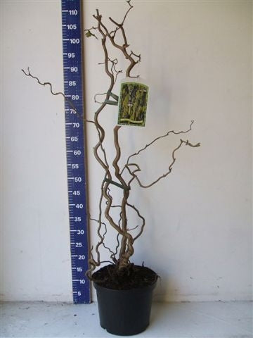 Corylus avellana Contorta  60-80 CM