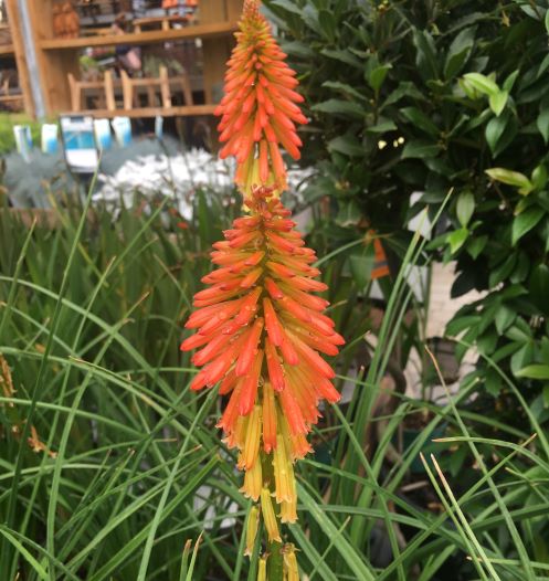 Kniphofia Papaya Popsicle