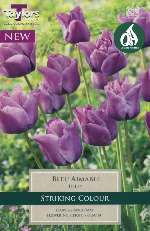 TULIP BLEU AIMABLE X 6