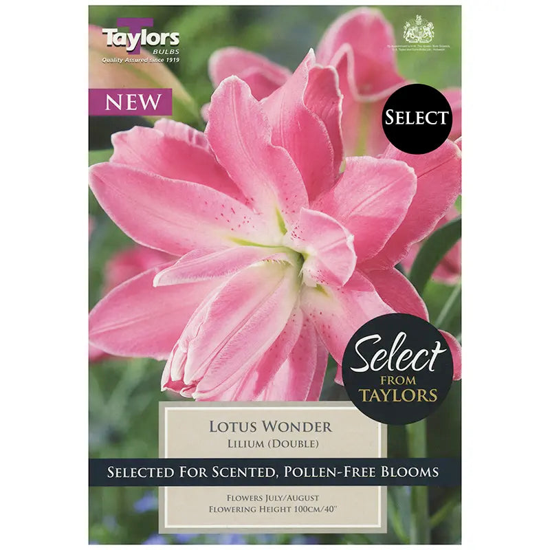 SE LILIUM LOTUS WONDER 3