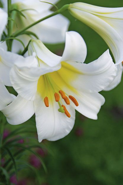 XL LILIUM REGALE 3