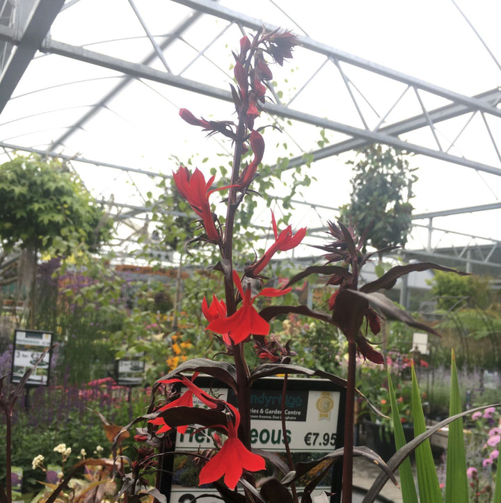 Lobelia cardinalis Queen Victoria