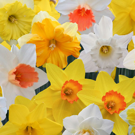 NARCISSUS MIXED CARRI PACK 1.5KG