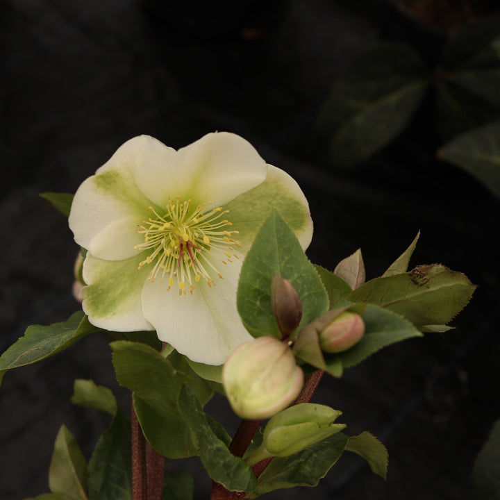 Helleborus Mollys White  P15