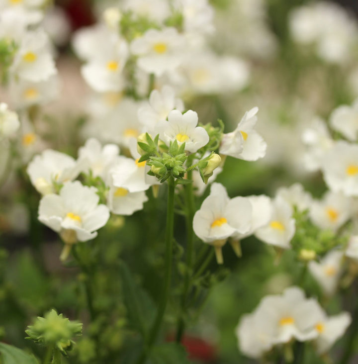 Nemesia Karoo White