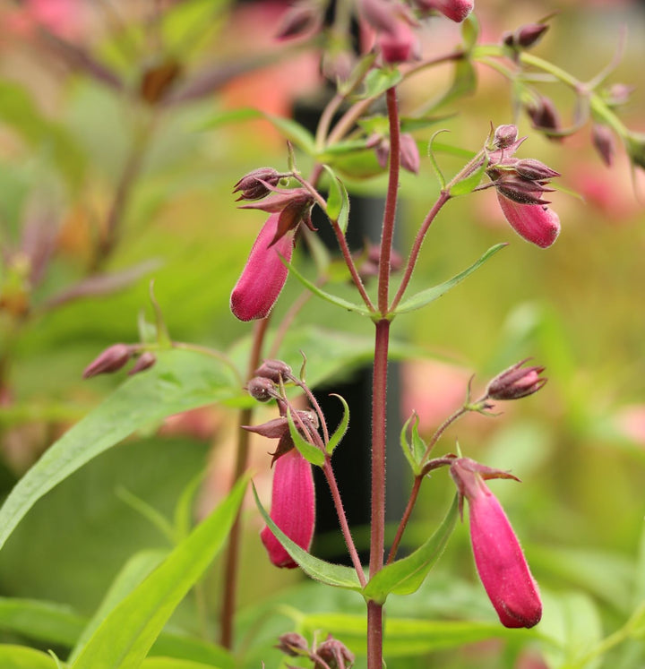 Penstemon Garnet