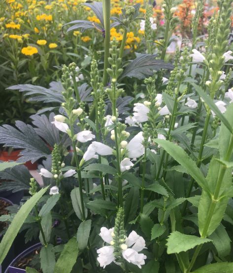 Obedient-Plant-Physostegia-v.-Crystal-Peak-White-Potted