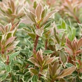 Pieris-jap.-Little-Frosty-Planted