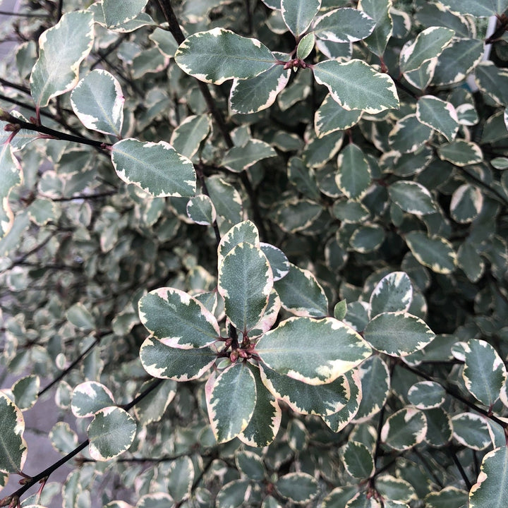 PITTOSPORUM tenui. Victoria  1,10 xl     25L