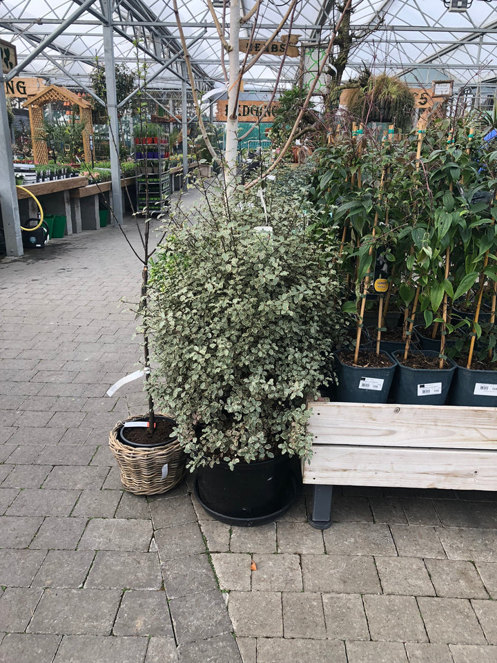 PITTOSPORUM tenui. Victoria  1,10 xl     25L