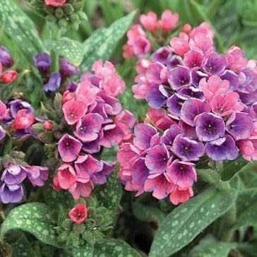 Pulmonaria Raspberry Splash