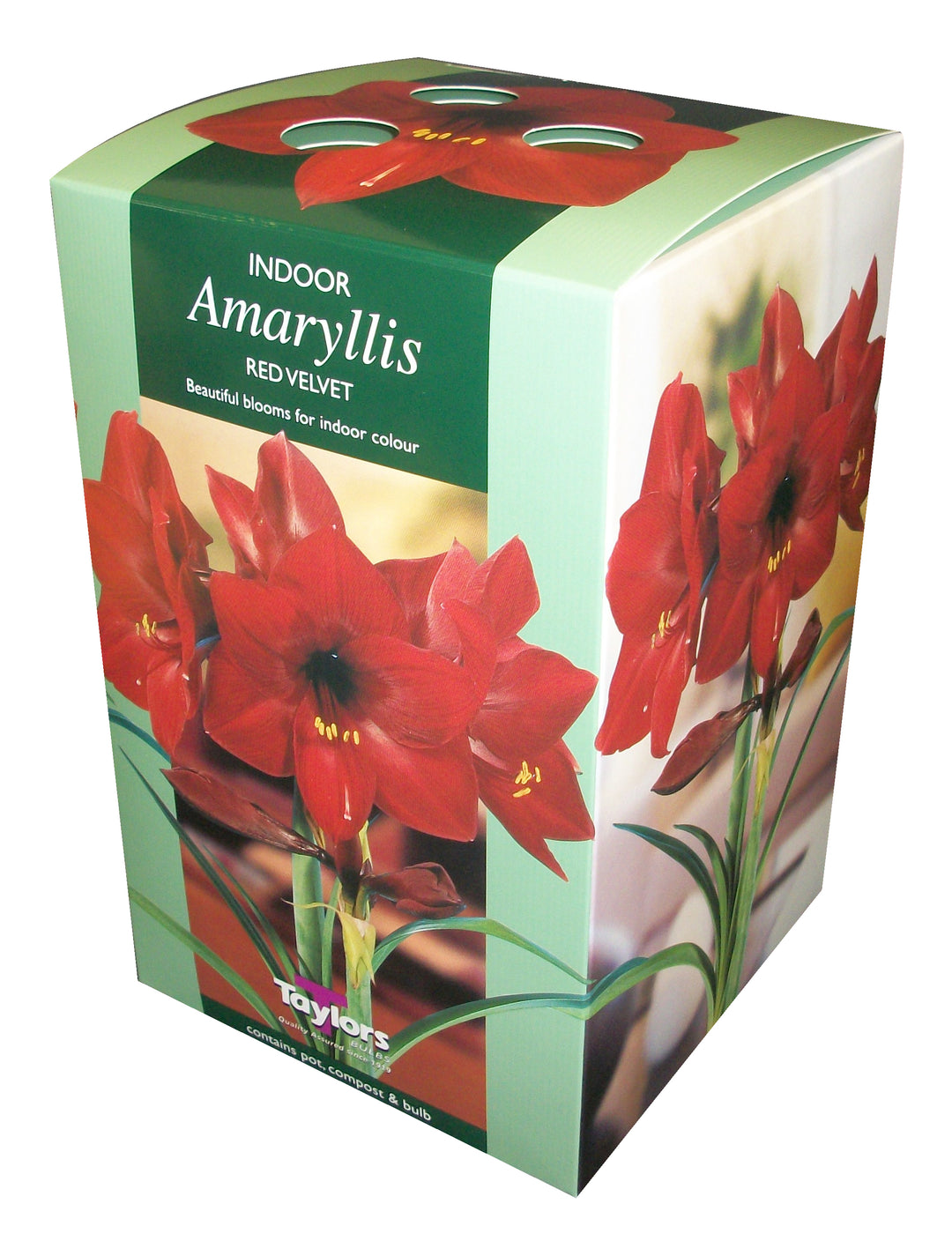 AMARYLLIS RED VELVET