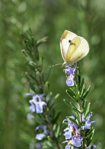 Rosmarinus officinalis