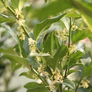 SARCOCOCCA confusa   40   3L