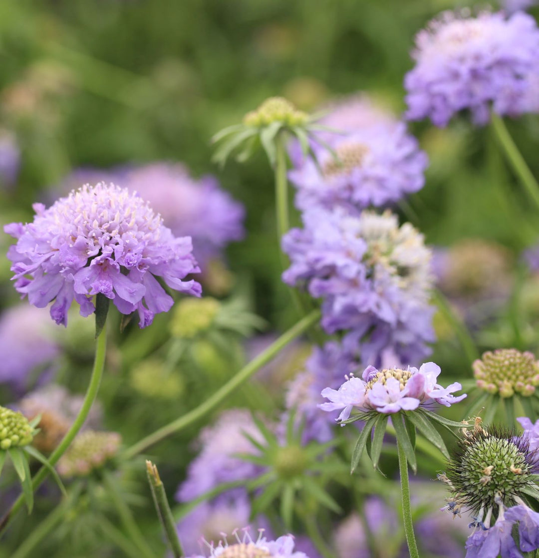 SCABIOSA colum. Blue Note