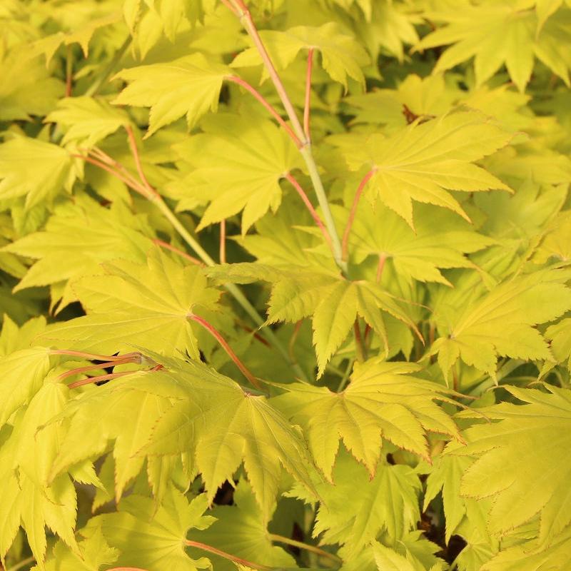 Acer shirasawanum Aureum  4 Ltr pot