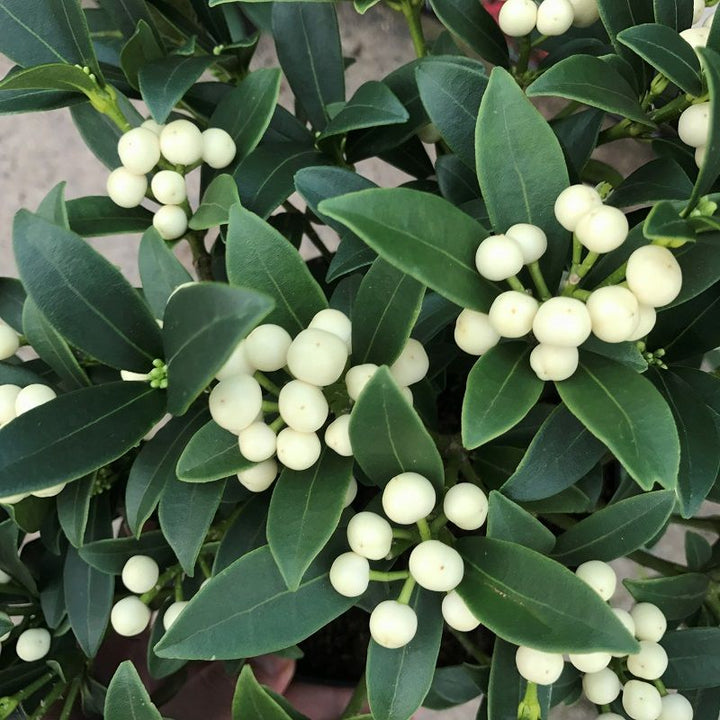 SKIMMIA JAPONICA FRUCTO ALBA