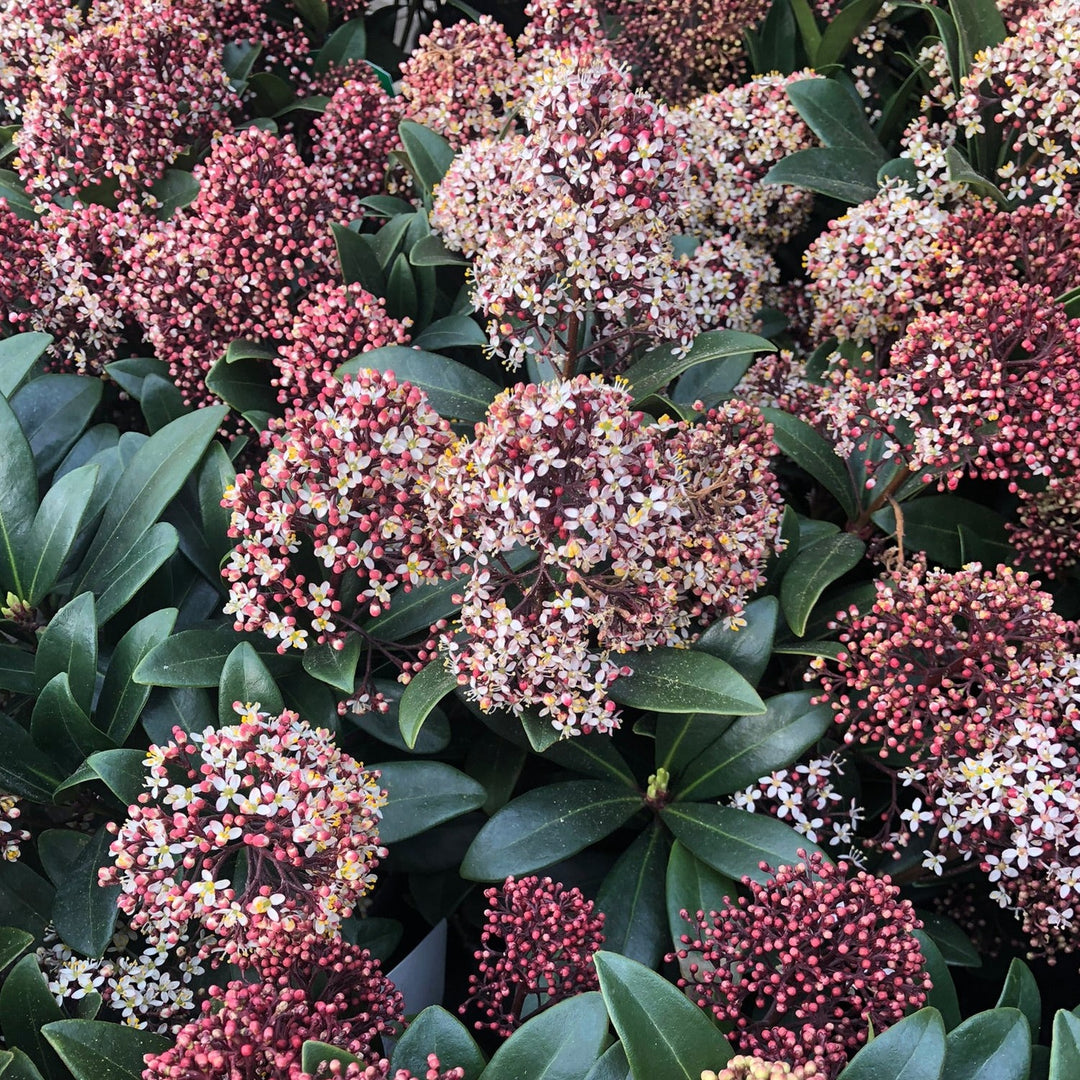 Skimmia-jap.-Rubella-Flower-1